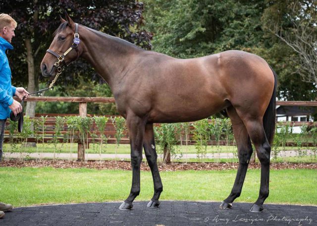 Roseabad at the Tattersalls October Yearling Sale