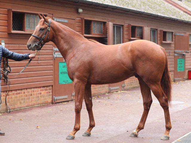 Hurricane Lane at the Tattersalls October Yearling Sale