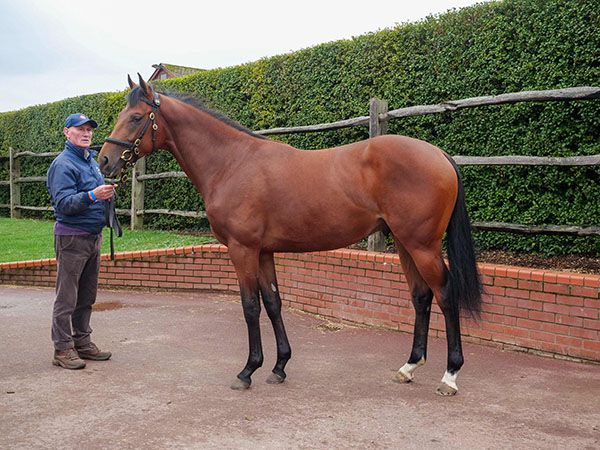 New Dimension at Book 1 of the Tattersalls October Yearling Sale