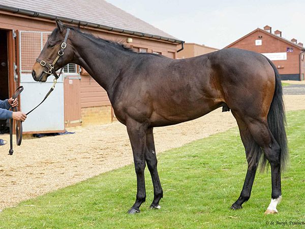 Mail at the recent Tattersalls Craven Breeze Up Sale