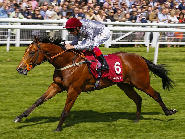 Tattersalls Craven Breeze Up graduate and record-breaking First Season Sire Mehmas