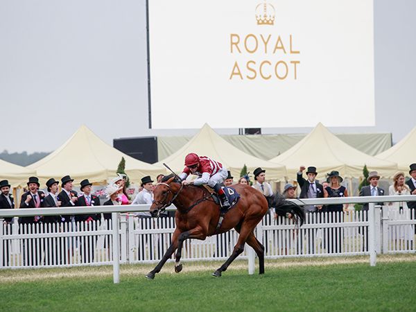 Missed The Cut claimed a four and a quarter length victory at Royal Ascot in 2022 having been purchased for 40,000 guineas at last year's Tattersalls February Sale 
