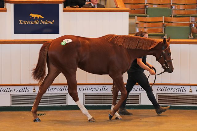 Lot 451 from Castlehyde Stud sold to Rabbah Bloodstock for £200,000 