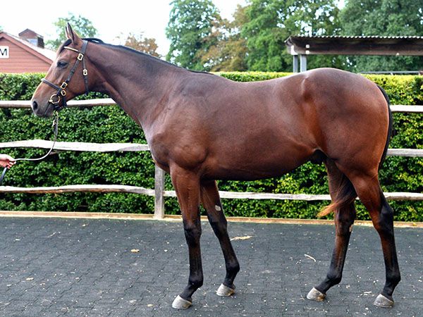 River Tiber pictured as a yearling at Book 1 of the Tattersalls October Yearling Sale