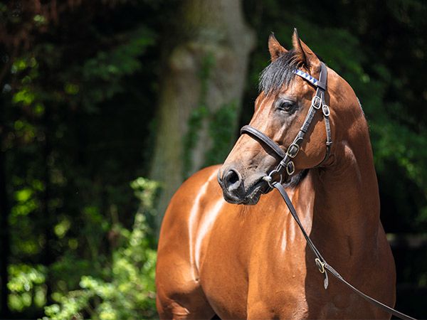 A Breeding Right to Group 1 sire TERRITORIES will be offered 