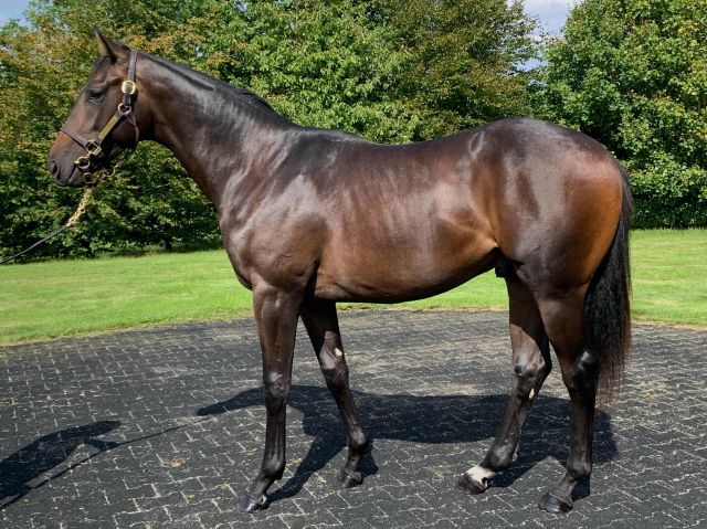 Wanees as a yearling before selling at October Book 1