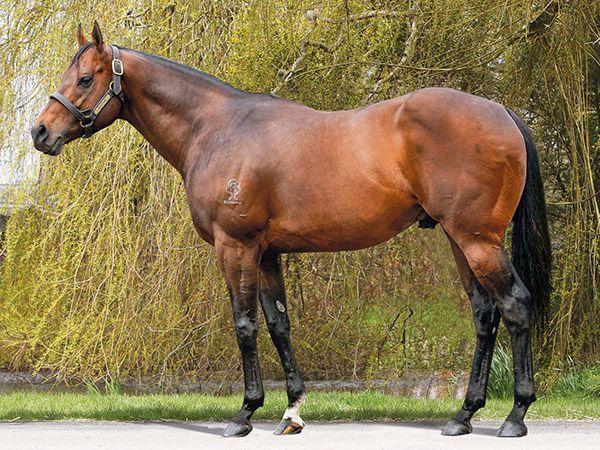 The Tweenhills-based ZOUSTAR is already the sire of 43 Group/Listed performers in Australia. 