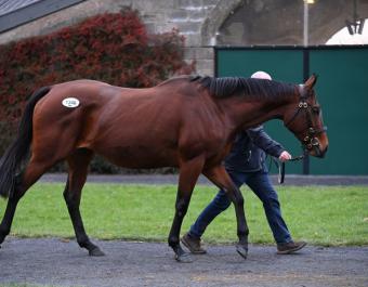 Lot 1346, Say You Say Me (GB) B.M. by Flemensfirth (USA) / Our Girl Salley (IRE) 