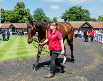 The Tattersalls Summer Sale will take place at Park Paddocks on Tuesday 18th July