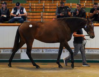 Lot 212: Sweet And Lovely (IRE)