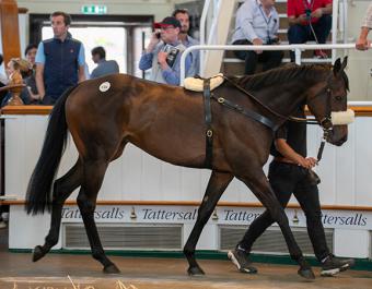 Lot 516A: Ethical Diamond (IRE)