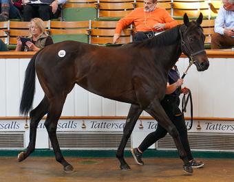 Lot 322: King of Change (GB) / M'Selle (IRE)