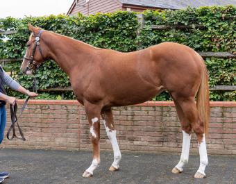 Mauiewowie at Book 1 of the Tattersalls October Yearling Sale