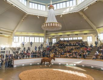 Stradivarius returns for a second year to form part of a quality line up of 10 stallions confirmed for this year’s TBA Flat Stallion Parade