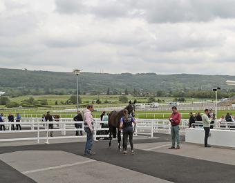 The quality Tattersalls Cheltenham May Sale catalogue features 32 lots
