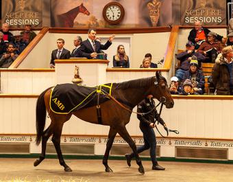 ALCOHOL FREE’s 5,400,000 guineas sale was the highest auction price in the world this year for a filly in training. 
