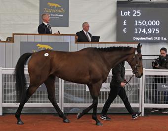 Disguisedlimit (Lot 25): the impressive five-year-old debut winner was bought by Tom Malone for £150,000