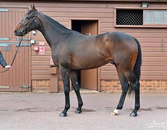 Global Skies was purchased for 40,000 gns at the Tattersalls Craven Breeze Up Sale 