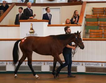 Lady Lightning selling for 30,000 guineas at Book 1 of the Tattersalls October Yearling Sale.