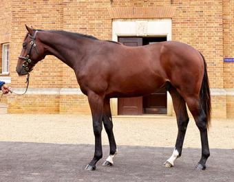Seductive Power at Book 1 of the Tattersalls October Yearling Sale