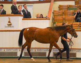 Miss Lamai selling for 115,000 guineas at Book 1 of the Tattersalls October Yearling Sale
