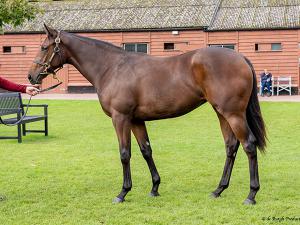 Chelsea Green at Book 1 of the Tattersalls October Yearling Sale