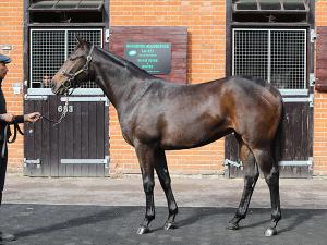 Cloudbreaker at the October Yearling Sale Book 1