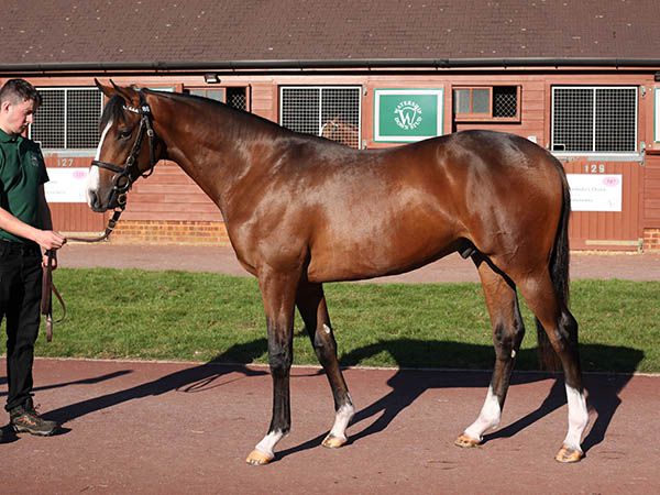 Amedeo Modigliani pictured as a yearling at Tattersalls