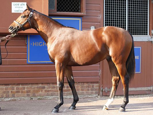 Red Label as a yearling at Tattersalls