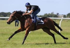 Cream Of The Crop breezing at the Craven Breeze Up Sale