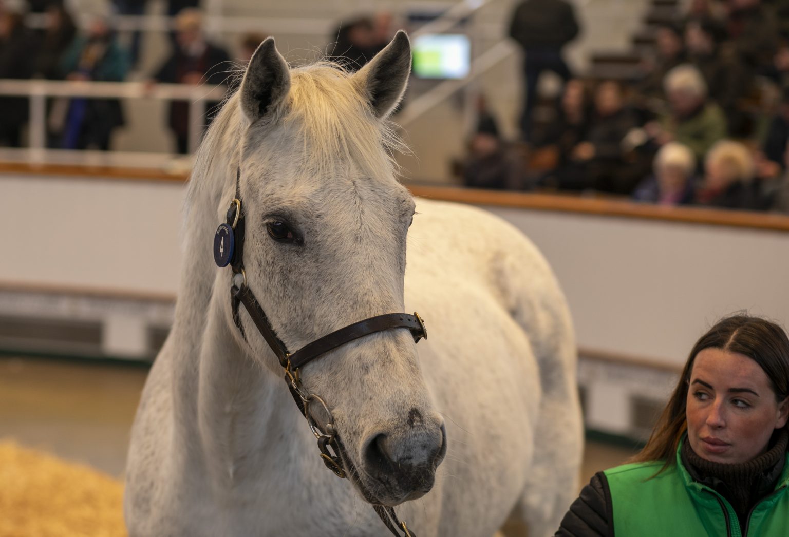 February Sale 2026 - Tattersalls